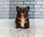 Small #3 Pomeranian