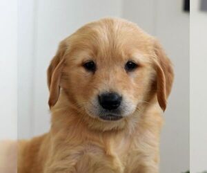 Golden Retriever Puppy for sale in NEWPORT, PA, USA