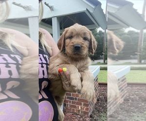 Goldendoodle Puppy for sale in NEWTON, NC, USA