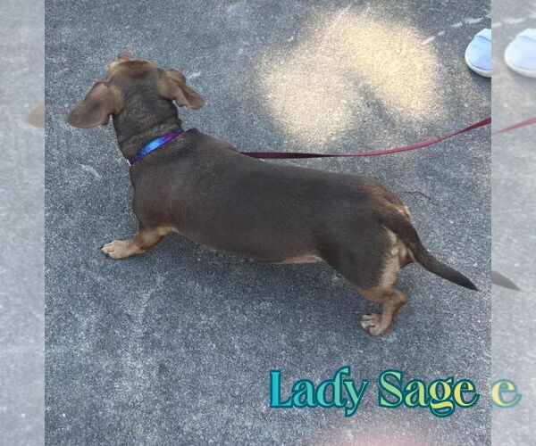 Medium Photo #5 Dachshund Puppy For Sale in San Antonio, TX, USA