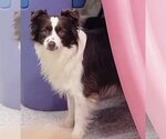 Small #5 Border Collie
