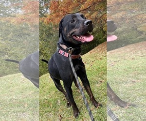 Miranda - Female Labrador Retriever-Unknown Mix Dog for Adoption - Photo #8