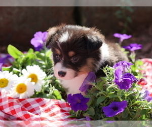 Medium Pembroke Welsh Corgi