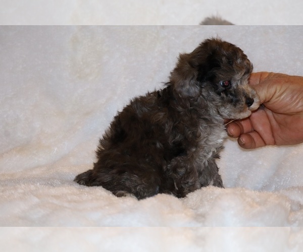 Medium Photo #17 Poodle (Toy) Puppy For Sale in DYERSBURG, TN, USA