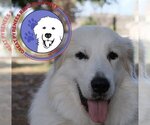 Small Photo #21 Great Pyrenees Puppy For Sale in Spring, TX, USA