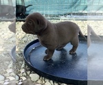 Small Photo #9 Labrador Retriever Puppy For Sale in HEMPSTEAD, TX, USA