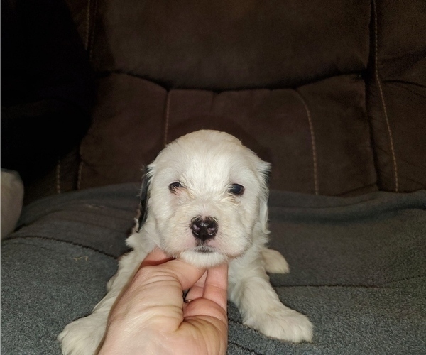 Medium Photo #5 Bernedoodle (Miniature) Puppy For Sale in LEETONIA, OH, USA