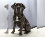 Small Photo #2 Neapolitan Mastiff Puppy For Sale in Burbank, CA, USA