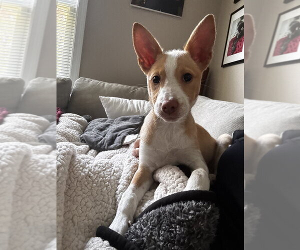 Medium Photo #6 Basenji-Labrador Retriever Mix Puppy For Sale in Brewster, NY, USA