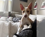 Small #5 Basenji-Labrador Retriever Mix