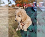 Small Photo #3 Goldendoodle Puppy For Sale in CLARKSVILLE, TX, USA