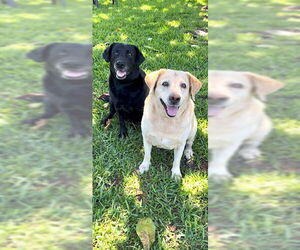 Clara & Sasha Maria - Female Labrador Retriever Dog for Adoption - Photo #2