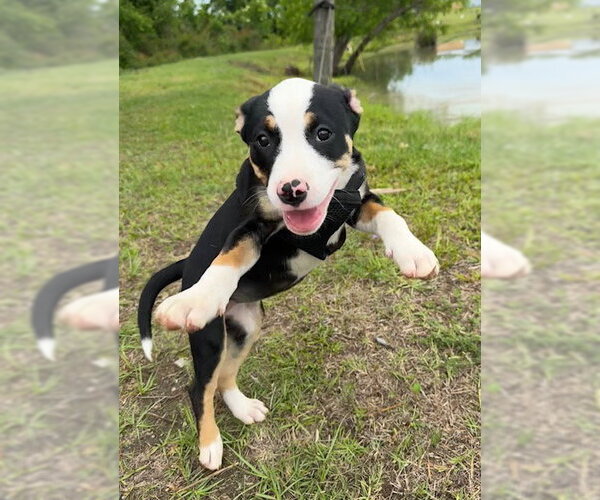 Medium Photo #3 Bulldog-Unknown Mix Puppy For Sale in Tarrytown, GA, USA