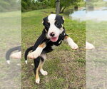 Small #2 Bulldog Mix