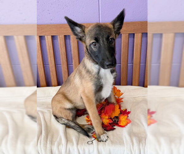 Medium Photo #1 Mutt Puppy For Sale in Genesee, WI, USA