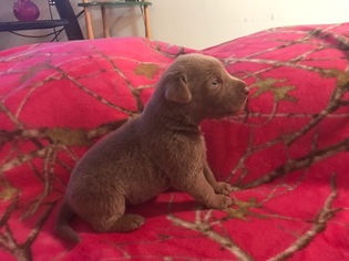 Labrador Retriever Puppy for sale in LEASBURG, MO, USA