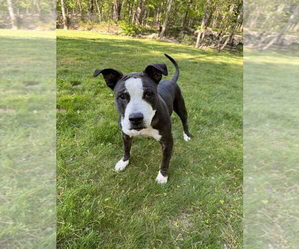 Medium Photo #31 American Pit Bull Terrier-Staffordshire Bull Terrier Mix Puppy For Sale in Brewster, NY, USA