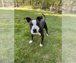 Small #30 American Pit Bull Terrier-Staffordshire Bull Terrier Mix