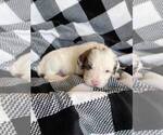 Puppy 11 English Bulldog-Poodle (Standard) Mix
