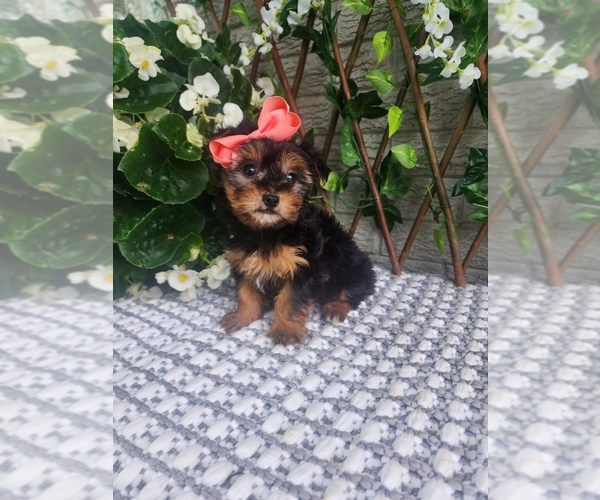 Medium Photo #9 Morkie Puppy For Sale in INDIANAPOLIS, IN, USA