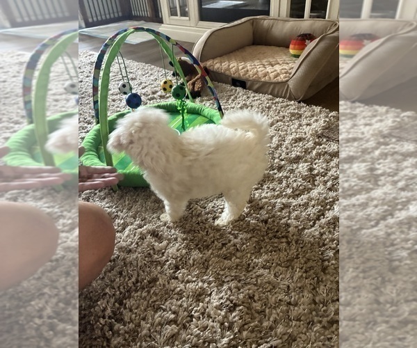 Medium Photo #9 Maltipoo (Miniature) Puppy For Sale in LA PUENTE, CA, USA