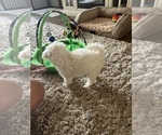 Small #8 Maltipoo (Miniature)