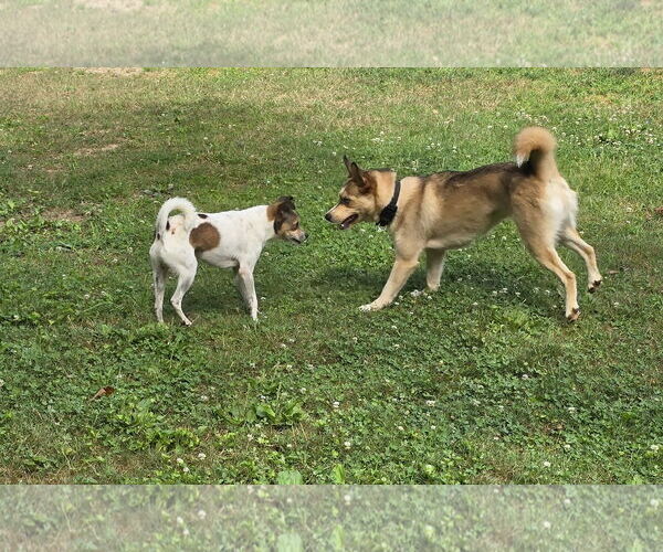Medium Photo #2 Mutt Puppy For Sale in Morganville, NJ, USA