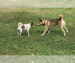 Small #1 Mutt