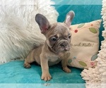 Small #4 French Bulldog