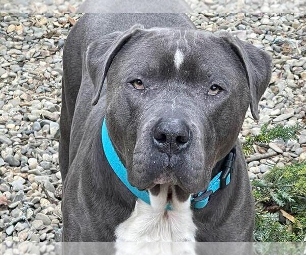 Medium Photo #2 American Staffordshire Terrier-Unknown Mix Puppy For Sale in Brewster, NY, USA