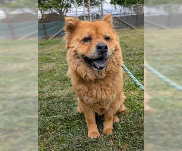 Medium Photo #2 Chow Chow Puppy For Sale in Ventura, CA, USA