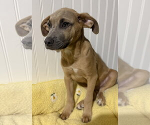 Sparrow- hound/lab puppy - Male Labrador Retriever-Unknown Mix Dog for Adoption - Photo #5