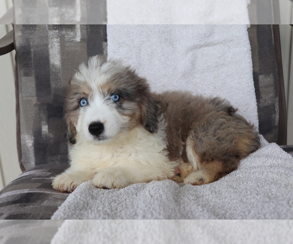 Medium Photo #4 Aussiedoodle Miniature  Puppy For Sale in SHILOH, OH, USA