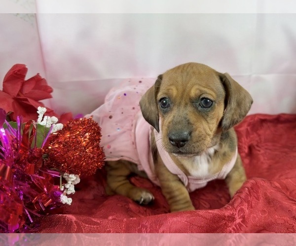Medium Photo #3 Dachshund Puppy For Sale in CASSVILLE, MO, USA