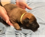 Puppy Yellow collar Belgian Malinois