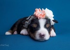 Small Photo #5 Miniature American Shepherd Puppy For Sale in BONAIRE, GA, USA