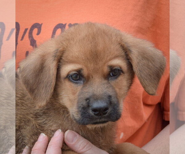 Medium Photo #7 Golden Shepherd Puppy For Sale in Huntley, IL, USA