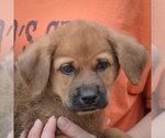 Small #6 Golden Shepherd
