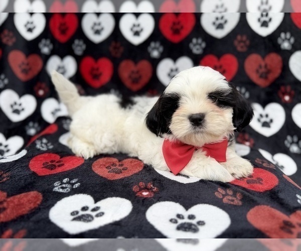 Medium Photo #5 Zuchon Puppy For Sale in LAKELAND, FL, USA