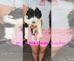 Small Photo #43 English Shepherd Puppy For Sale in NEW CASTLE, IN, USA
