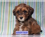 Puppy 1 Maltipoo-Poodle (Miniature) Mix