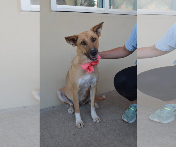 Medium Photo #3 Mutt Puppy For Sale in McKinney, TX, USA