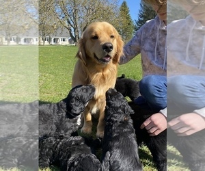 Father of the Bernedoodle-Golden Retriever Mix puppies born on 03/20/2021
