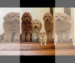 Small #25 Goldendoodle