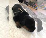 Small Photo #7 Rottweiler Puppy For Sale in RACINE, WI, USA
