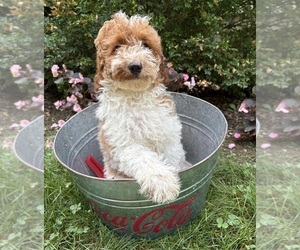 Goldendoodle (Miniature) Puppy for sale in MIDDLEBURY, IN, USA