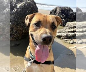 Mutt Dog for Adoption in Santa Barbara, California USA