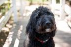 Small Photo #1 Labradoodle Puppy For Sale in TINGLEY, IA, USA