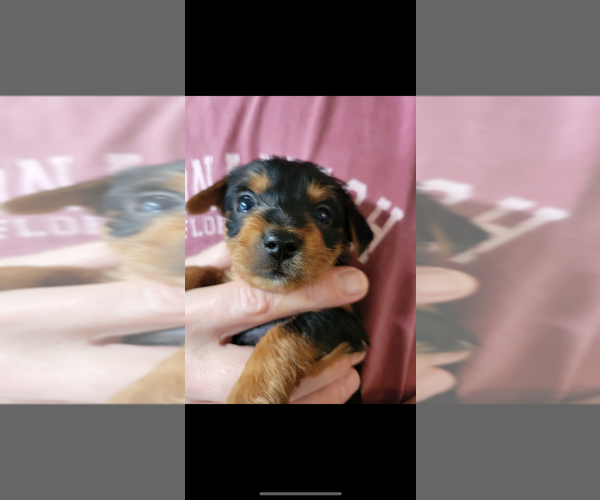 Medium Photo #2 Dorkie Puppy For Sale in ZEPHYRHILLS, FL, USA