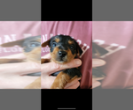 Small Photo #2 Dorkie Puppy For Sale in ZEPHYRHILLS, FL, USA